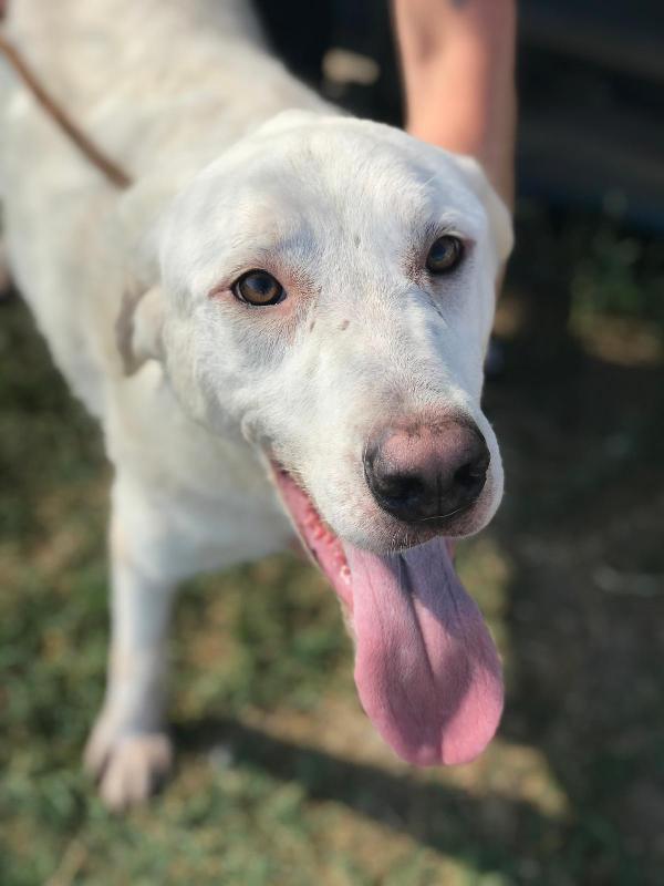 Boston, simil labrador dagli occhi dolcissimi Foto 2